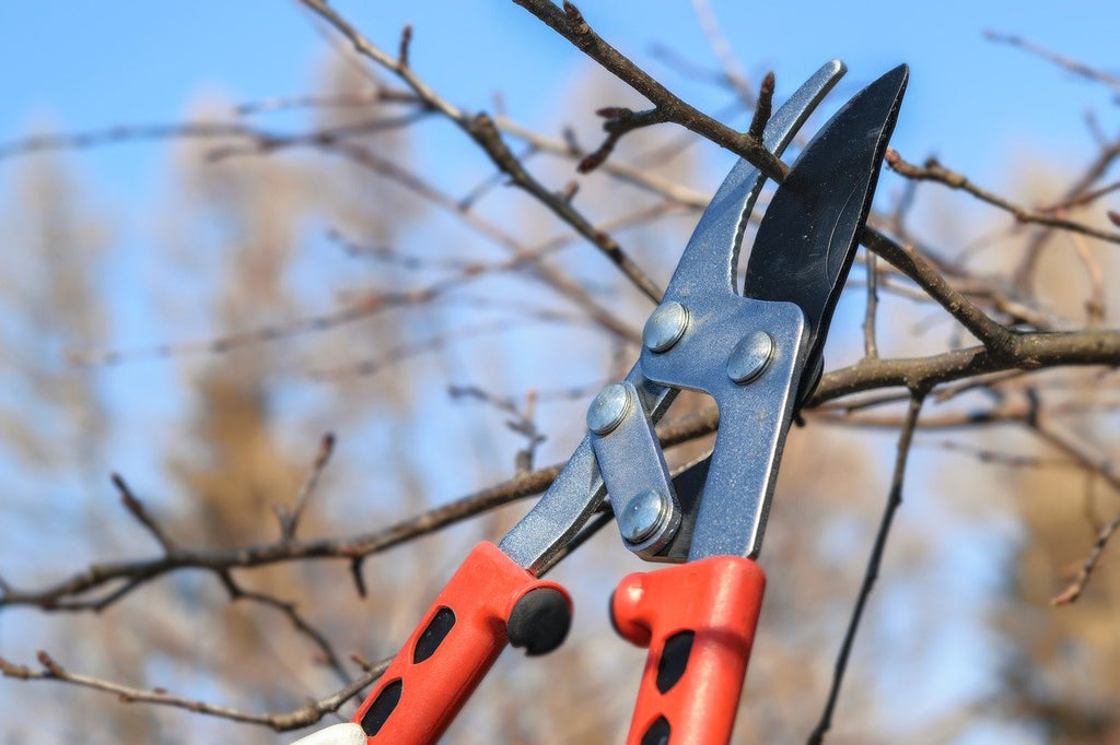Prunier, cerisier, pommier : comment tailler ses arbres pour l'hiver ?