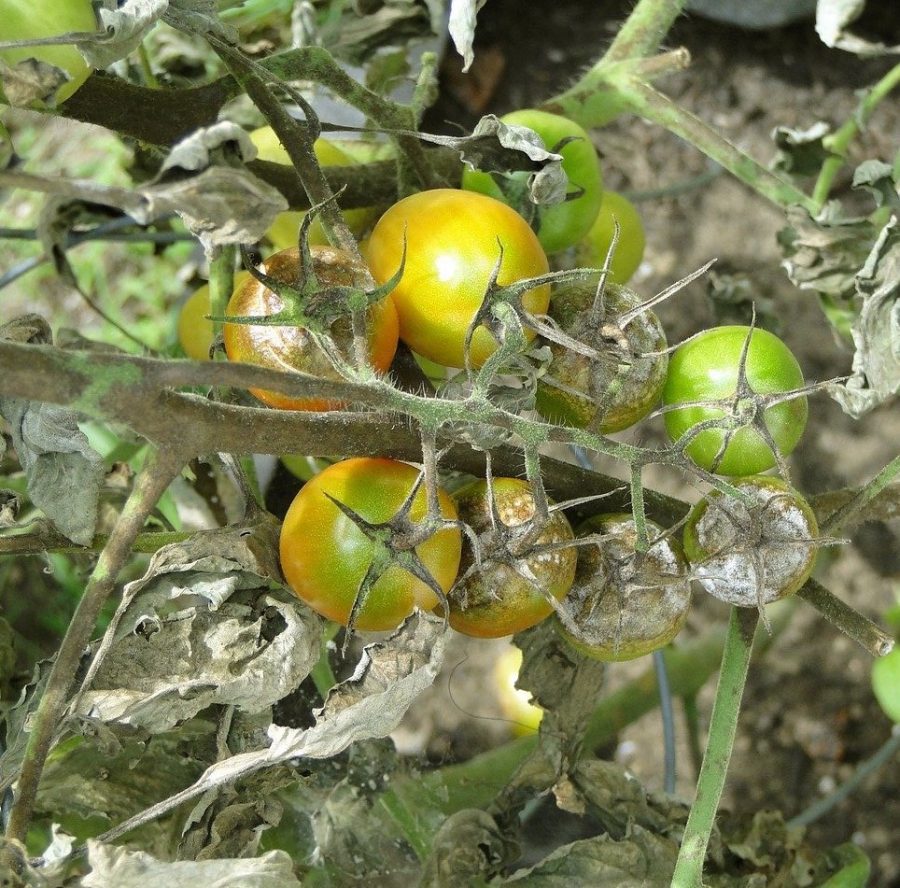 lutter mildiou tomate