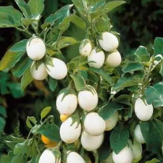 Plant Potager Bio Aubergine Mini Blanche à œuf