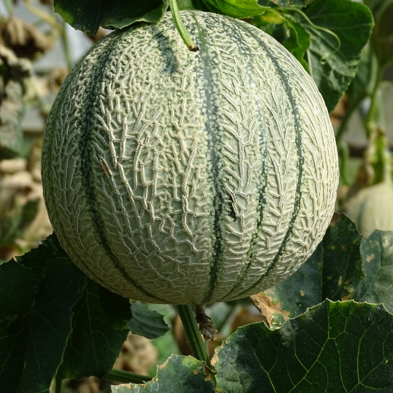Plant Potager Bio Melon Charentais du Roc