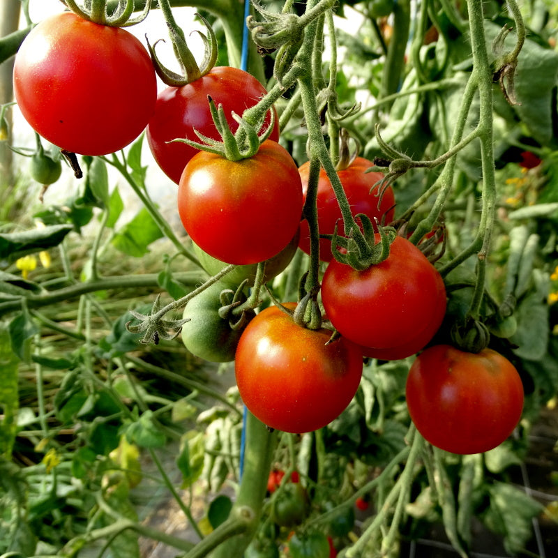 Plant Potager Bio Tomate Gardener's Delight