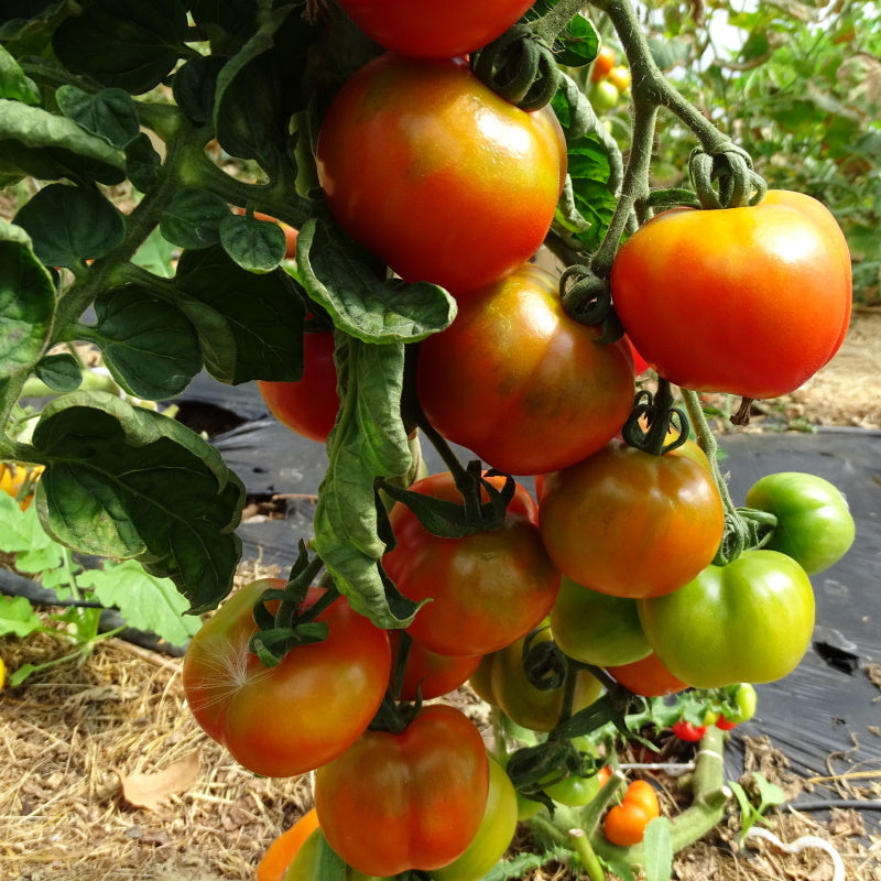 Plant Potager Bio Tomate Monda Montfavet