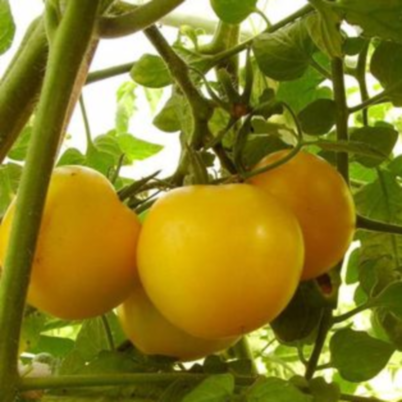 Plant Potager Bio Tomate Jaune Reine d'Or