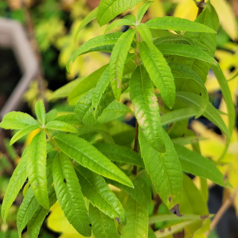 Plant Potager Bio Verveine Citronnelle