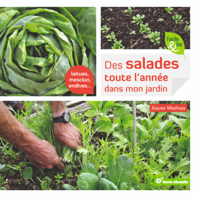 des-salades-toute-l-annee-dans-mon-jardin-laitues-mesclun-endives