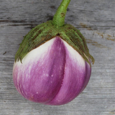 plant-potager-bio-aubergine-rosa-bianca