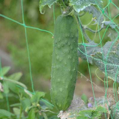 plant-potager-bio-concombre-le-genereux
