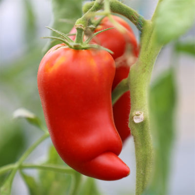 plant-potager-bio-tomate-andine-cornue