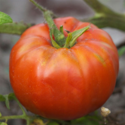 plant-potager-bio-tomate-saint-pierre