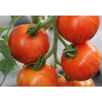 plant-potager-bio-tomate-tigerella-bicolore
