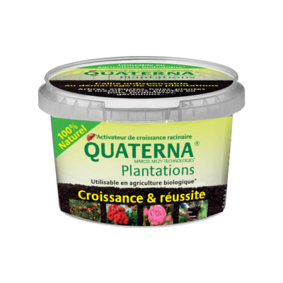 quaterna-pralinage-trempage-plantations