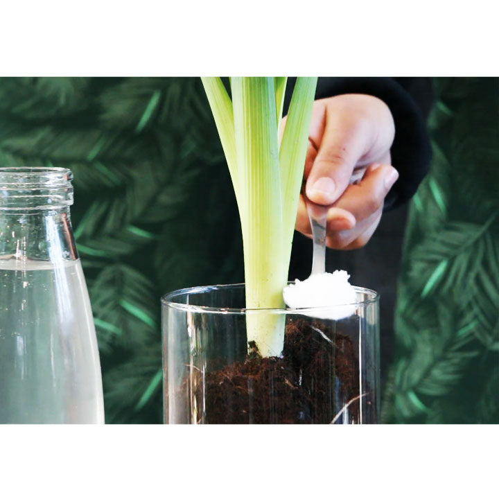 Gel rétenteur d'eau 40 g. - Plantes d'intérieur, boutures & fleurs coupées