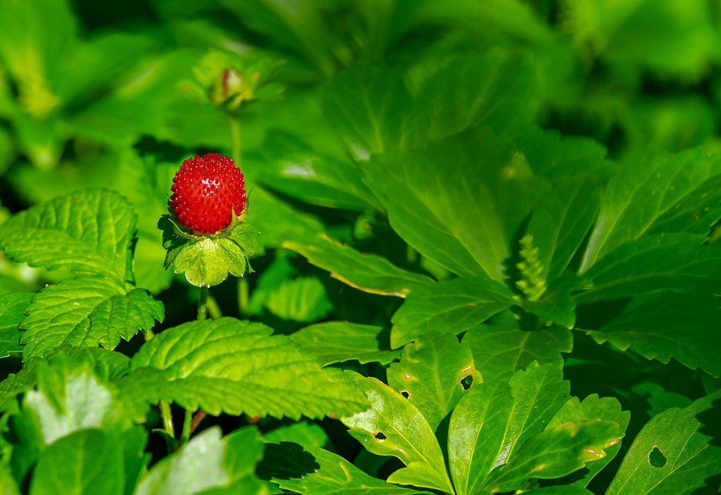 Comment semer des fraisiers ?