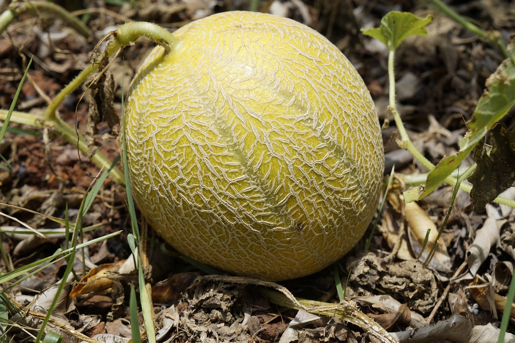 Comment semer et cultiver le melon