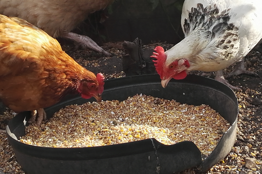 Abonnement aliments poules : les nourrir de façon équilibrée