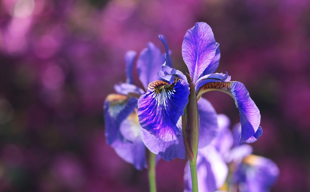 Cultiver des iris au jardin