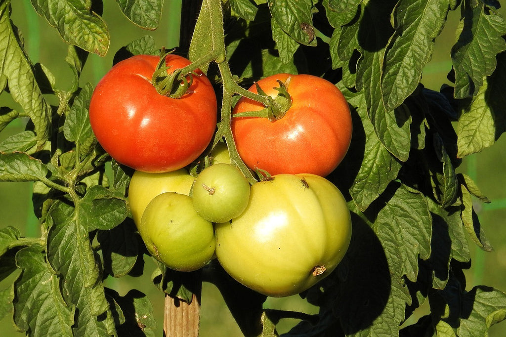 Faut-il tailler les tomates 🍅 et les aubergines🍆 ?