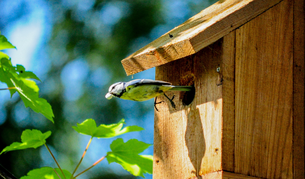 Nichoirs oiseaux : les accueillir dans son potager en permaculture