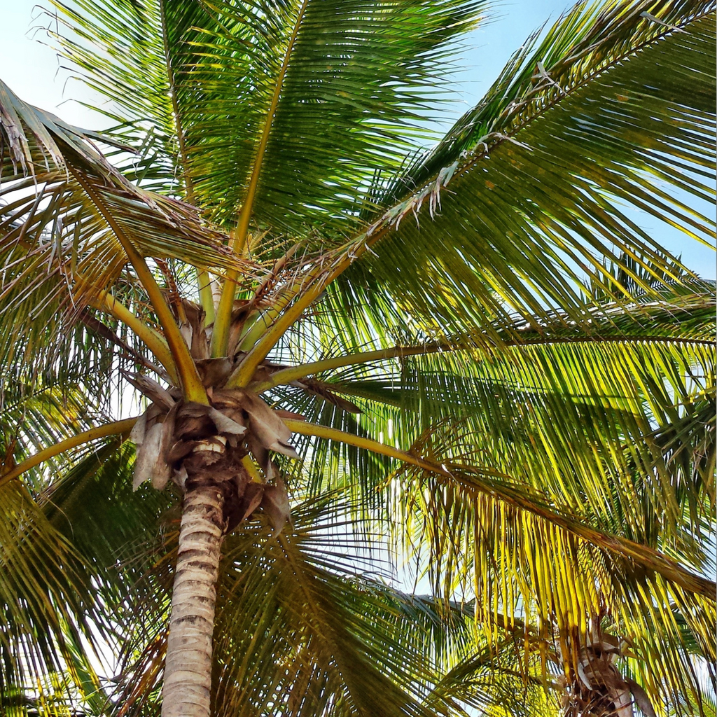 Comment lutter contre les ravageurs du palmier ?