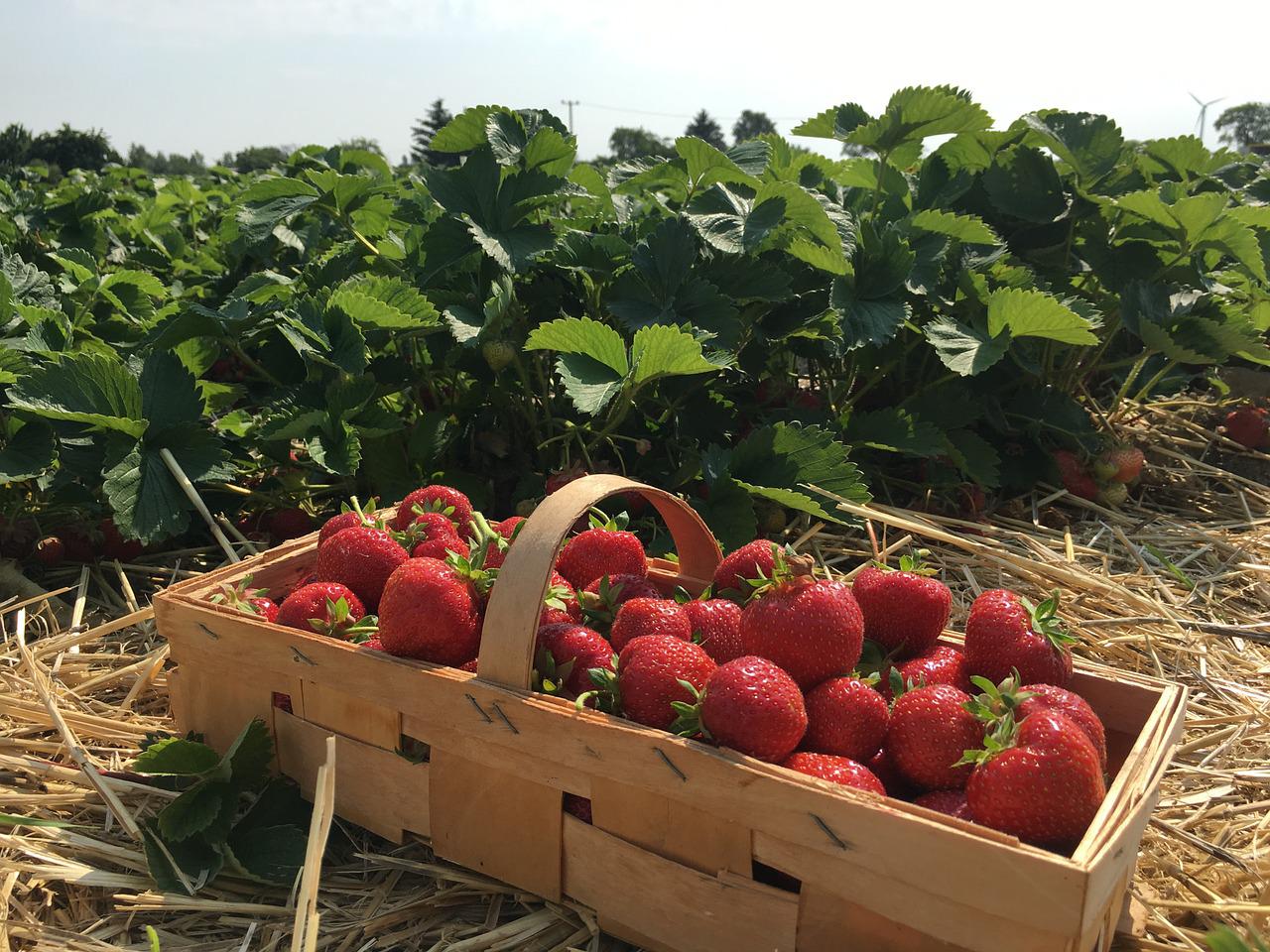 Russir la plantation des fraisiers  MonJardinBio.com