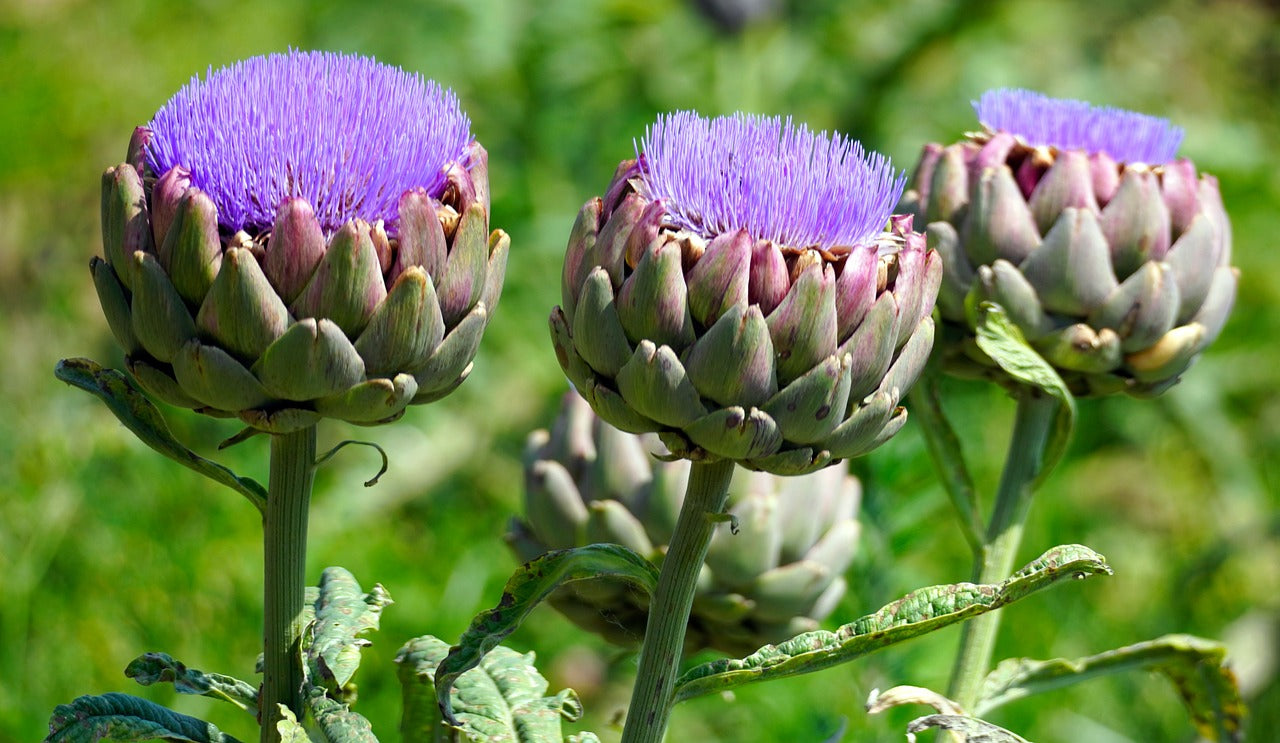 artichoke plant varieties Artichoke, Green Globe Seed Packets