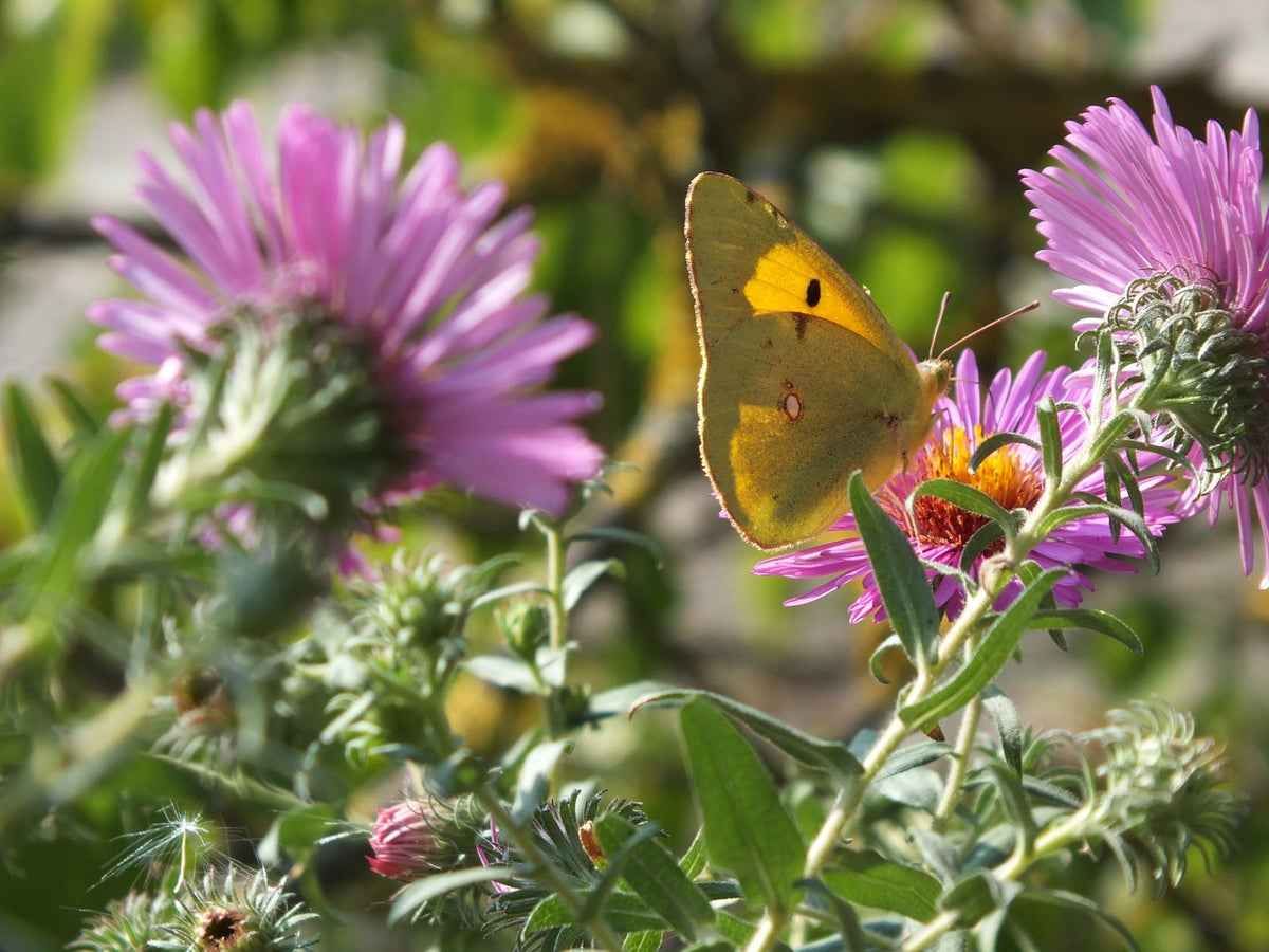Que faire au jardin en septembre 2023 ? – MonJardinBio.com