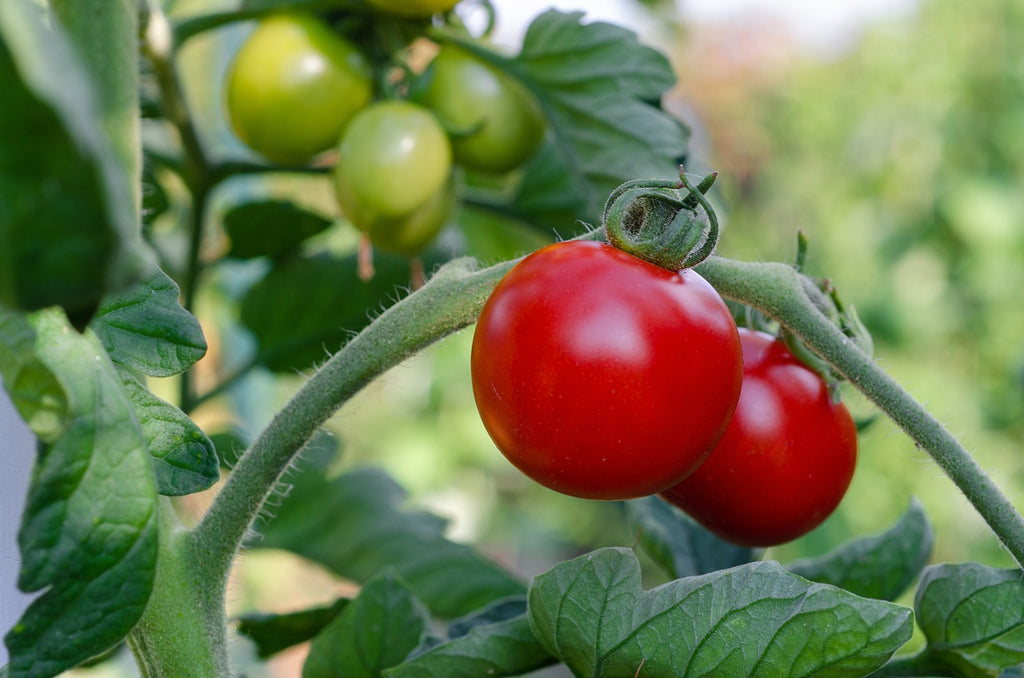 Réussir la plantation des tomates