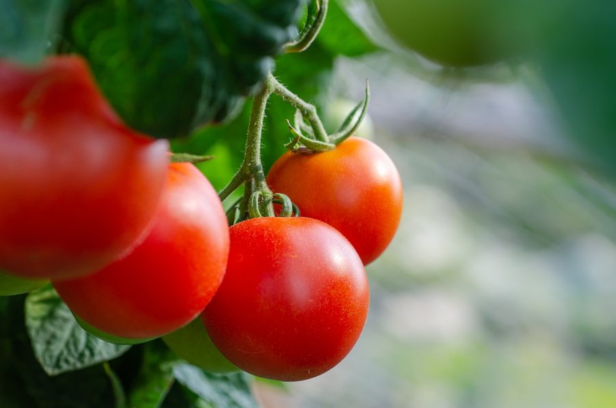 réussir ses plantations de tomates