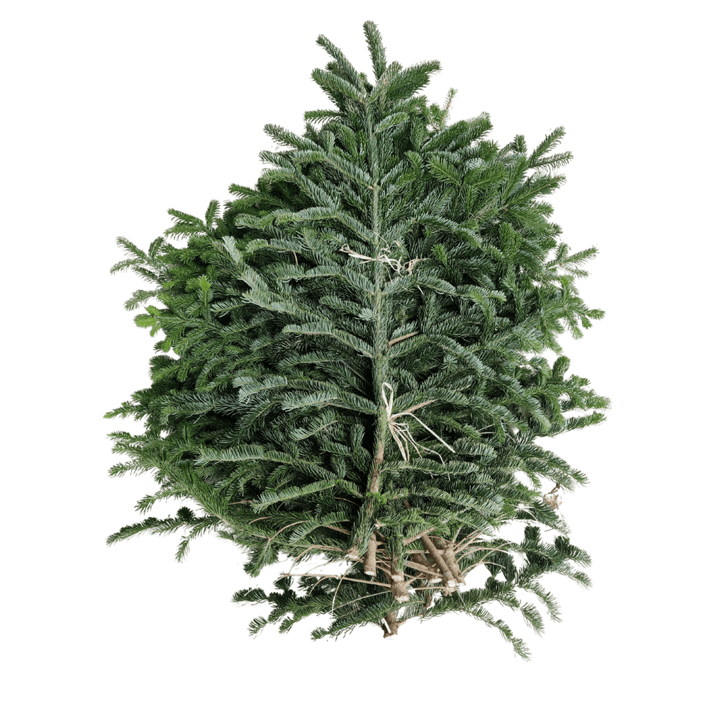 Lot de 10 Branches de Sapin Bio Nordmann premium