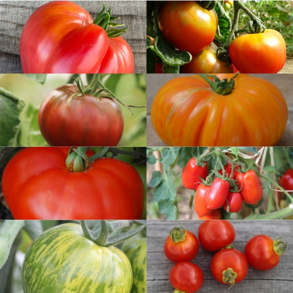 Pack 8 plants potagers bio "Tomates en Folie"