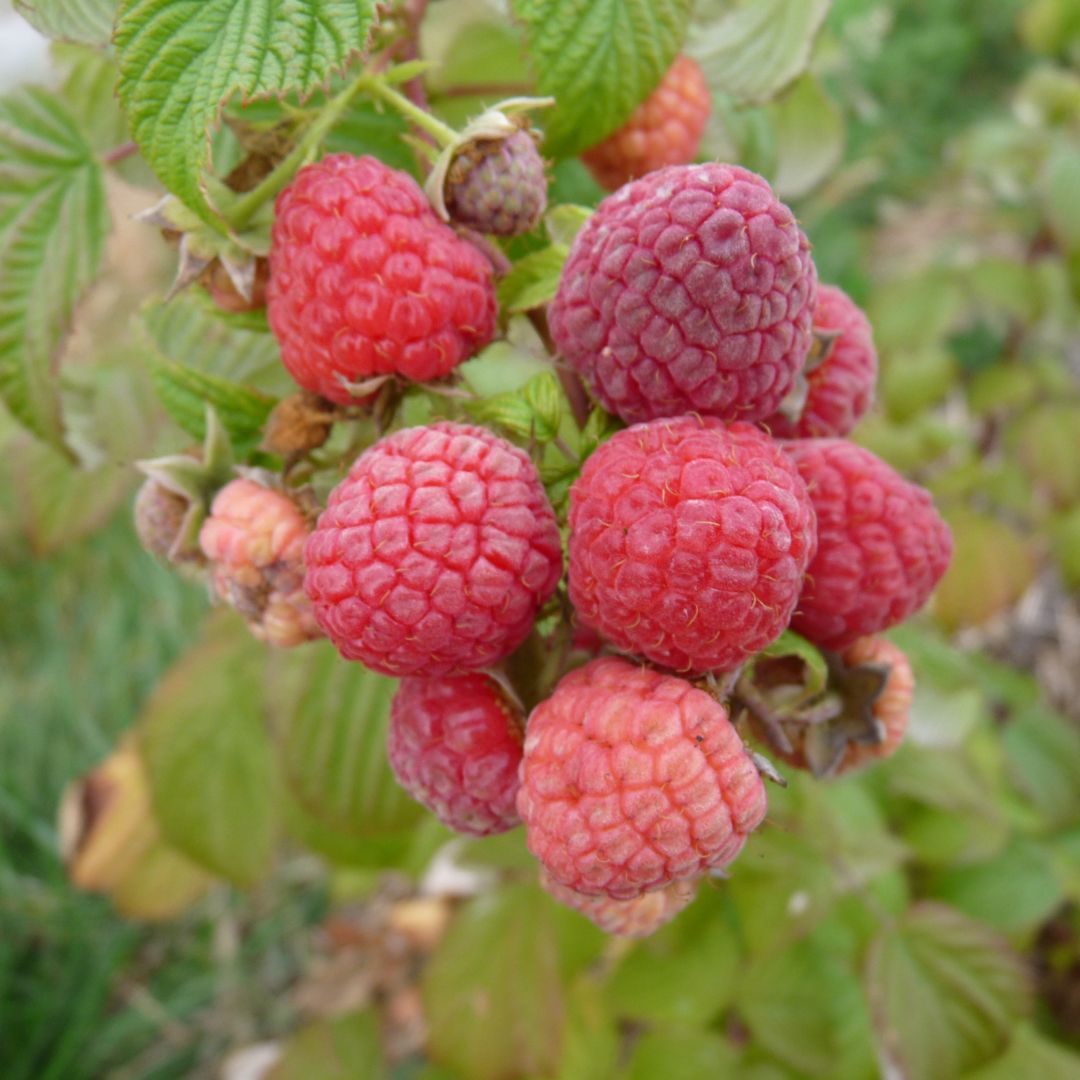 Plants bio de framboisiers  MonJardinBio.com