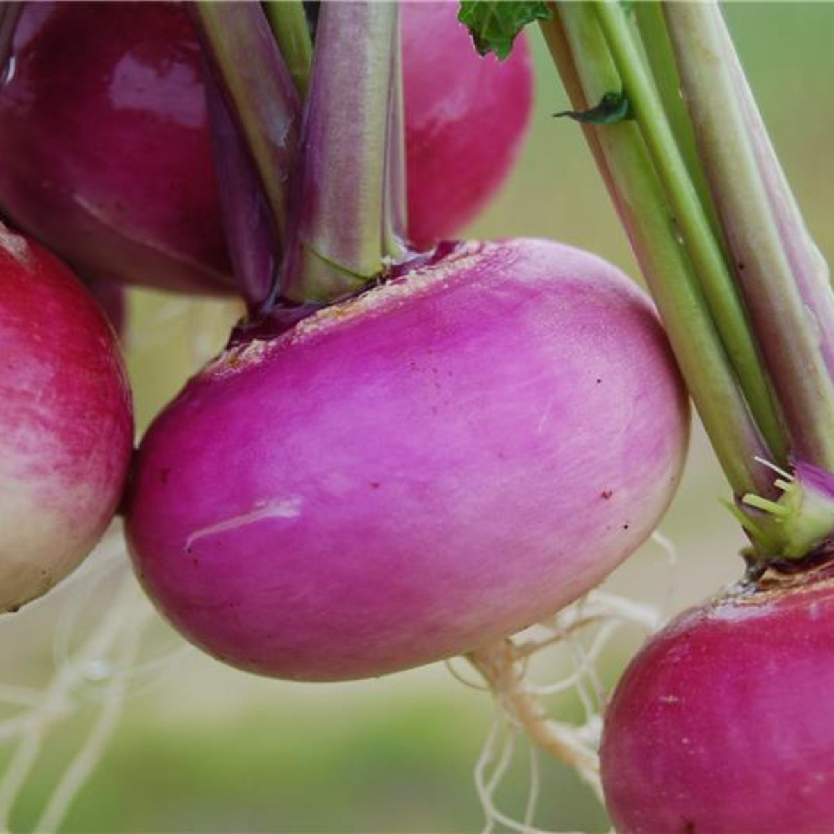 Graines De Navet Potager De Milan Bio Germisem - Racines Rondes Blanches à Collet Violet, Pour Cultures De Printemps Et D'automne