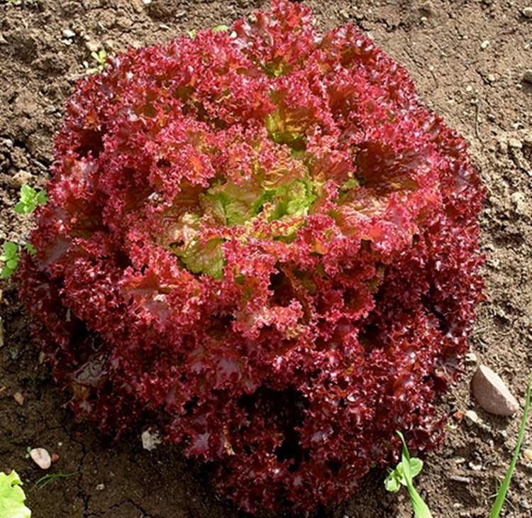 Plant Potager Bio Laitue Lollo Rossa