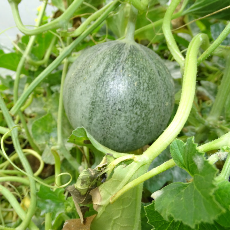 Plant Potager Bio Melon Petit Gris de Rennes
