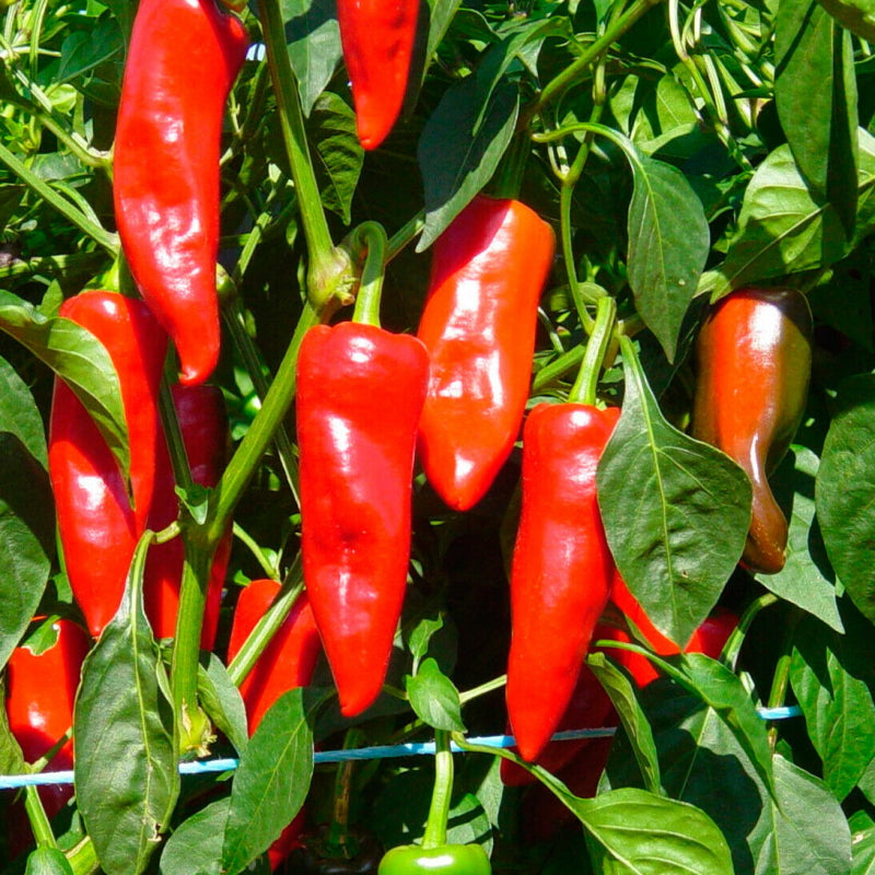 Plant Potager Bio Piment Fort Basque Gorria – MonJardinBio.com