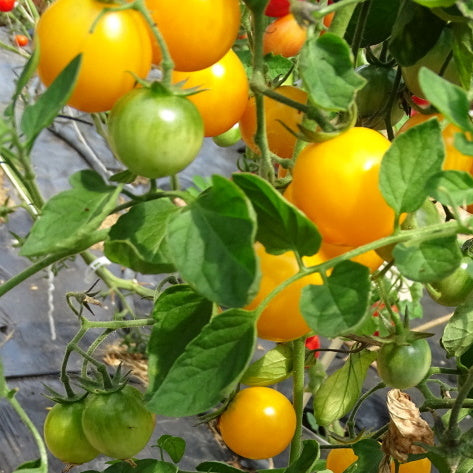Plant Potager Bio Tomate Jaune Golden Nugget