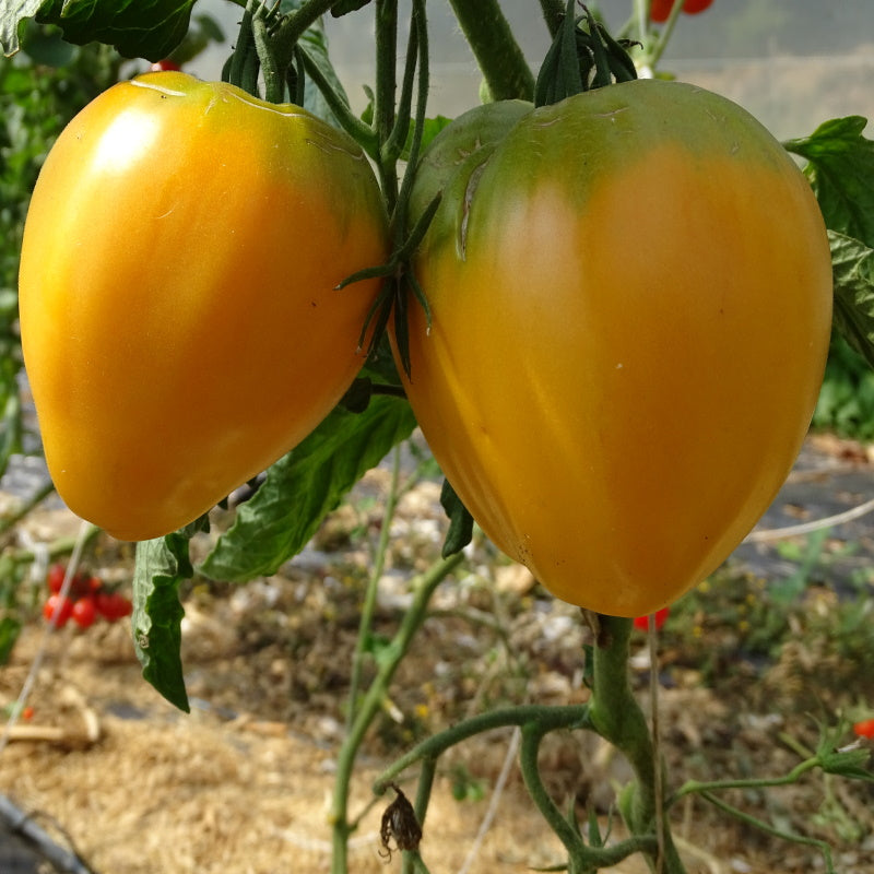 Plant Potager Bio Tomate Cœur de Bœuf Orange