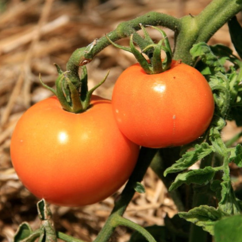 Plant Potager Bio Tomate Orange La Carotina