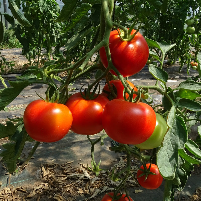 Plant Potager Bio Tomate Merveille des Marchés