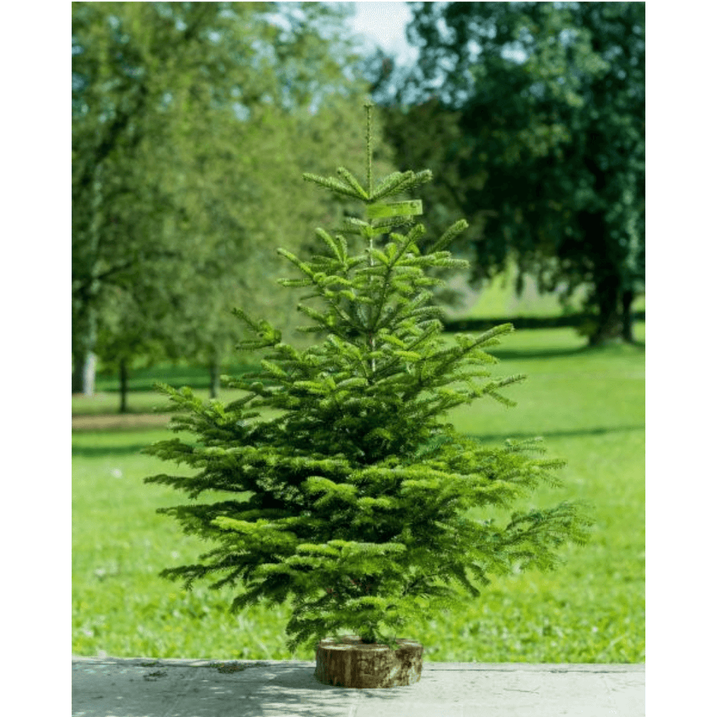 Sapin de Noël Bio Nordmann 150-170 cm avec Support Offert