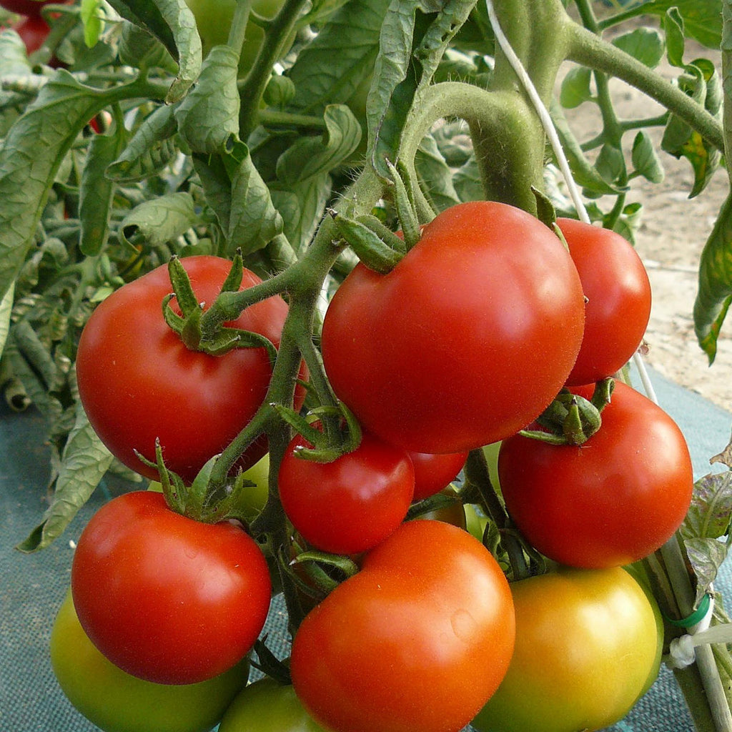 Plant Potager Bio Tomate Moneymaker