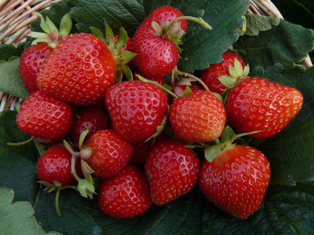 Plants bio de fraisiers  MonJardinBio.com