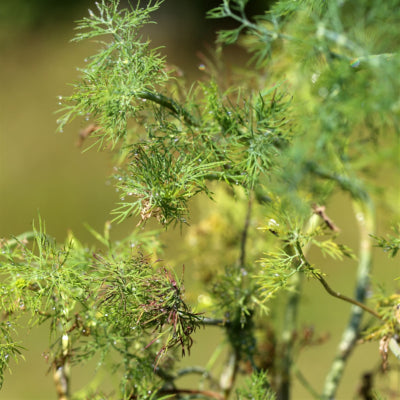 Plant potager bio Aneth – MonJardinBio.com