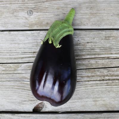 plant-potager-bio-aubergine-black-beauty