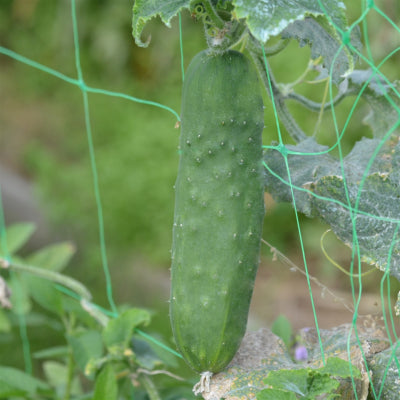 Plant potager bio Concombre Le Généreux – MonJardinBio.com
