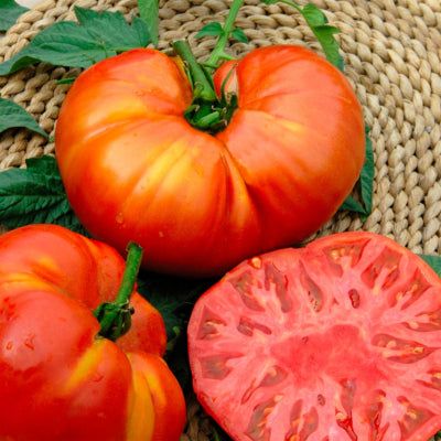 plant-potager-bio-tomate-beefsteak