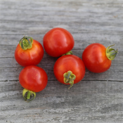 plant-potager-bio-tomate-cerise-rouge
