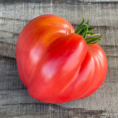 plant-potager-bio-tomate-cur-de-buf