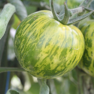 plant-potager-bio-tomate-green-zebra