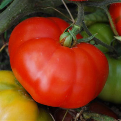 plant-potager-bio-tomate-marmande